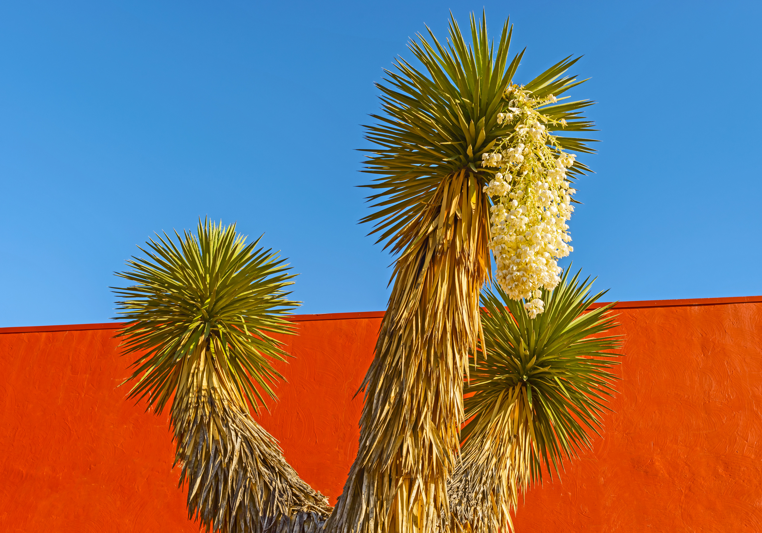 Palm tree and the flowers